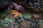 Tide Pool 1666
